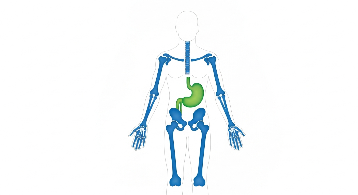 Organen beïnvloed door langdurig omeprazol gebruik